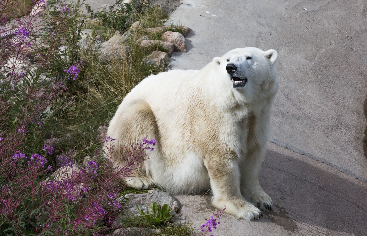 Click to enlarge image 16. Urso Polar no Ranua Zoo Wildlife.jpg